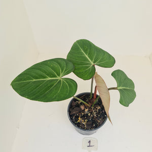 #1 Philodendron Gloriosum