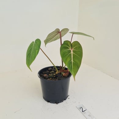 #2 Philodendron Gloriosum