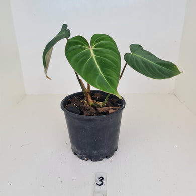 #3 Philodendron Gloriosum