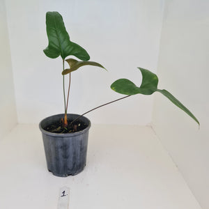 #1 Anthurium Bogotense