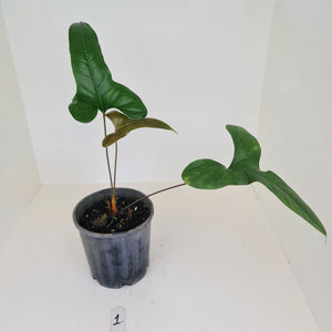 #1 Anthurium Bogotense