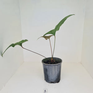 #1 Anthurium Bogotense