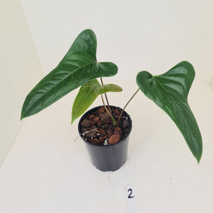 #2 Anthurium Bogotense