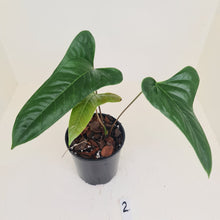 Load image into Gallery viewer, #2 Anthurium Bogotense