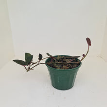 Load image into Gallery viewer, Syngonium Erythrophyllum