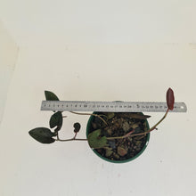 Load image into Gallery viewer, Syngonium Erythrophyllum