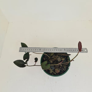 Syngonium Erythrophyllum
