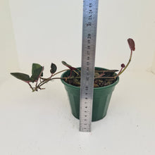 Load image into Gallery viewer, Syngonium Erythrophyllum