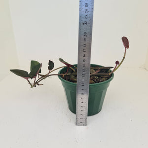 Syngonium Erythrophyllum