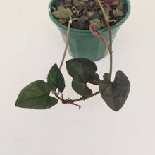 Load image into Gallery viewer, Syngonium Erythrophyllum