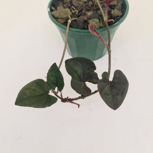Syngonium Erythrophyllum