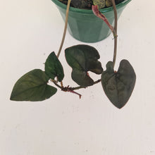 Load image into Gallery viewer, Syngonium Erythrophyllum
