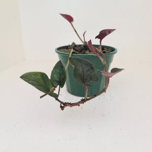 Syngonium Erythrophyllum
