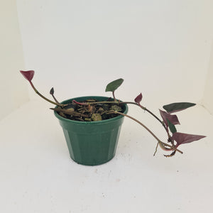 Syngonium Erythrophyllum