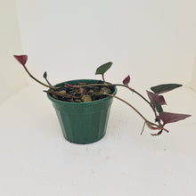 Load image into Gallery viewer, Syngonium Erythrophyllum