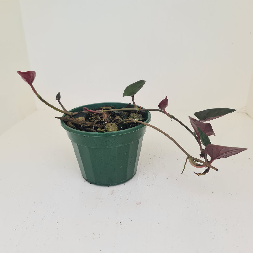 Syngonium Erythrophyllum