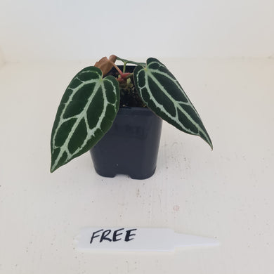 Anthurium Crystallinum hybrid - HIDDEN GEM