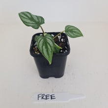 Load image into Gallery viewer, Philodendron Mamei - HIDDEN GEM