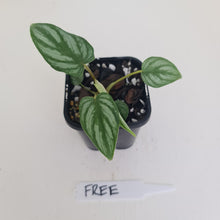 Load image into Gallery viewer, Philodendron Mamei - HIDDEN GEM