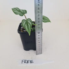 Load image into Gallery viewer, Philodendron Mamei - HIDDEN GEM