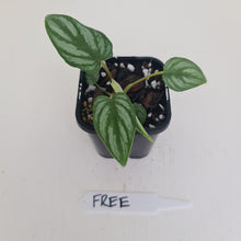 Load image into Gallery viewer, Philodendron Mamei - HIDDEN GEM