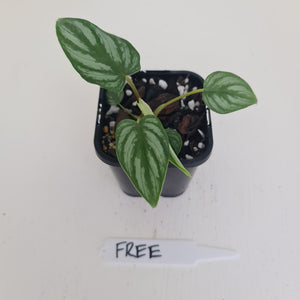 Philodendron Mamei - HIDDEN GEM