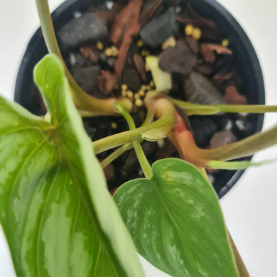 Philodendron Mamei - 2 x heads