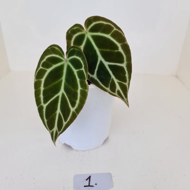#1 Anthurium Crystallinum Hybrid - 2 x heads