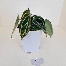 Load image into Gallery viewer, #1 Anthurium Crystallinum Hybrid - 2 x heads
