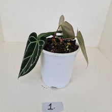 Load image into Gallery viewer, #1 Anthurium Crystallinum Hybrid - 2 x heads