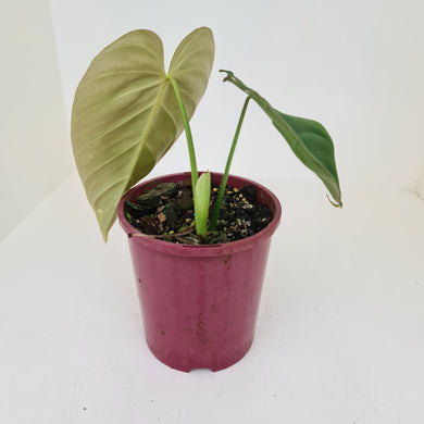 Philodendron Glorious (Melanochrysum x Gloriosum) - Well rooted and shot cutting