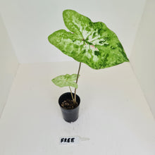 Load image into Gallery viewer, Caladium  - HIDDEN GEM
