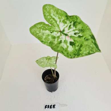 Caladium  - HIDDEN GEM