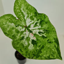 Load image into Gallery viewer, Caladium  - HIDDEN GEM