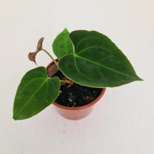 Load image into Gallery viewer, Anthurium Hybrid Seedling