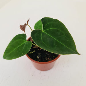 Anthurium Hybrid Seedling