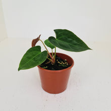 Load image into Gallery viewer, Anthurium Hybrid Seedling