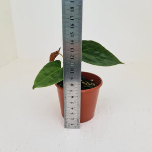 Anthurium Hybrid Seedling