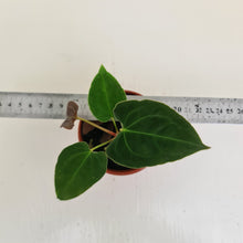 Load image into Gallery viewer, Anthurium Hybrid Seedling