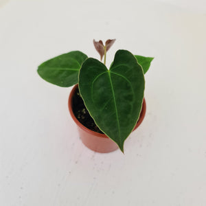 Anthurium Hybrid Seedling