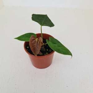 Anthurium Hybrid Seedling