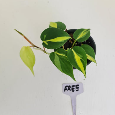 Philodendron Brasil  - HIDDEN GEM