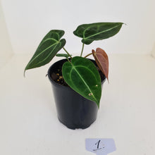 Load image into Gallery viewer, #1 Anthurium Papillilaminum Hybrid x - (Complex hybrid)