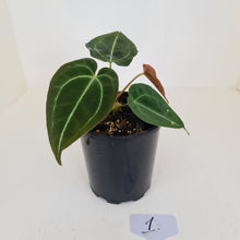 Load image into Gallery viewer, #1 Anthurium Papillilaminum Hybrid x - (Complex hybrid)