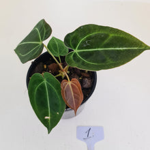 Load image into Gallery viewer, #1 Anthurium Papillilaminum Hybrid x - (Complex hybrid)