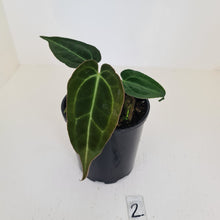Load image into Gallery viewer, #2 Anthurium Papillilaminum Hybrid x - (Complex hybrid)