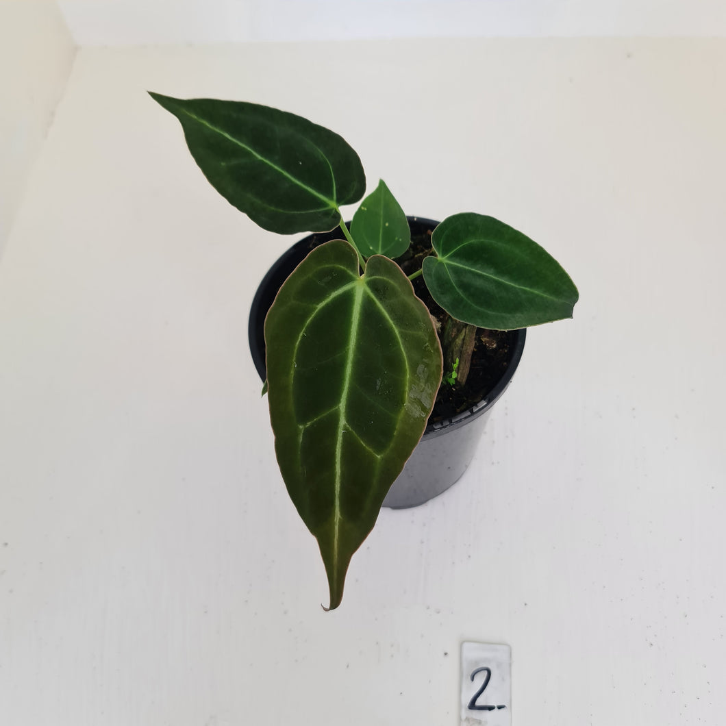 #2 Anthurium Papillilaminum Hybrid x - (Complex hybrid)
