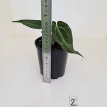 Load image into Gallery viewer, #2 Anthurium Papillilaminum Hybrid x - (Complex hybrid)