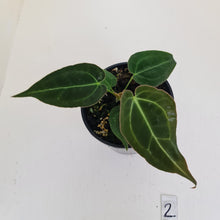 Load image into Gallery viewer, #2 Anthurium Papillilaminum Hybrid x - (Complex hybrid)
