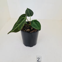Load image into Gallery viewer, #2 Anthurium Papillilaminum Hybrid x - (Complex hybrid)